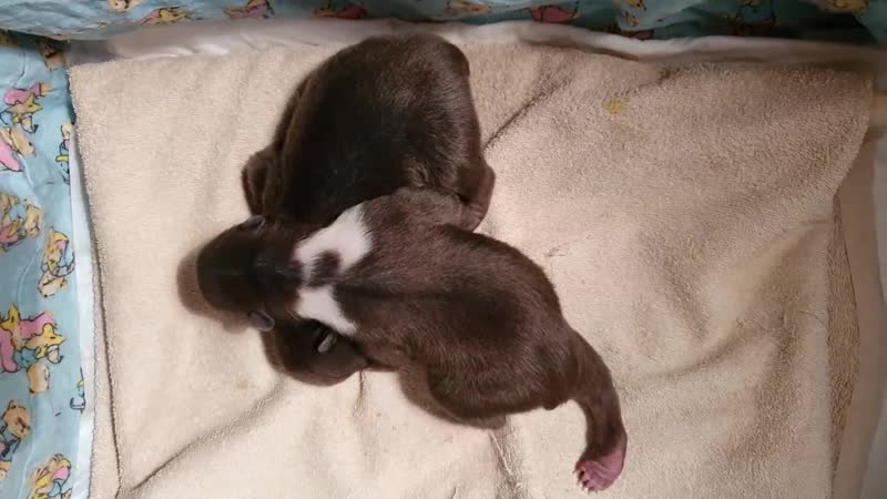 В карелии спасли двух новорожденных медвежат, которых бросила в берлоге мама, испугавшись звуков лесозаготои