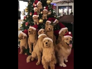 Песики под елкой