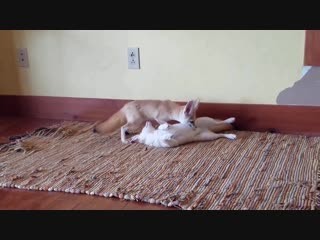 Fennec foxes