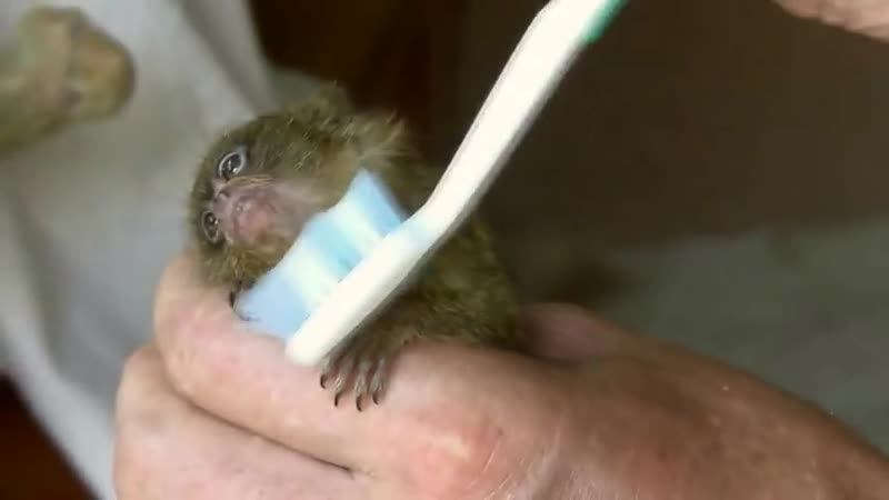 Карликовая игрунка любит, когда ее расчесывают