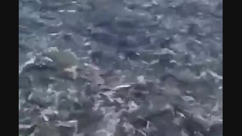 Лучшая рыбалка в россии ! столько рыбы еще наверно никто не видел ! более 600 кг рыбы поймали ))