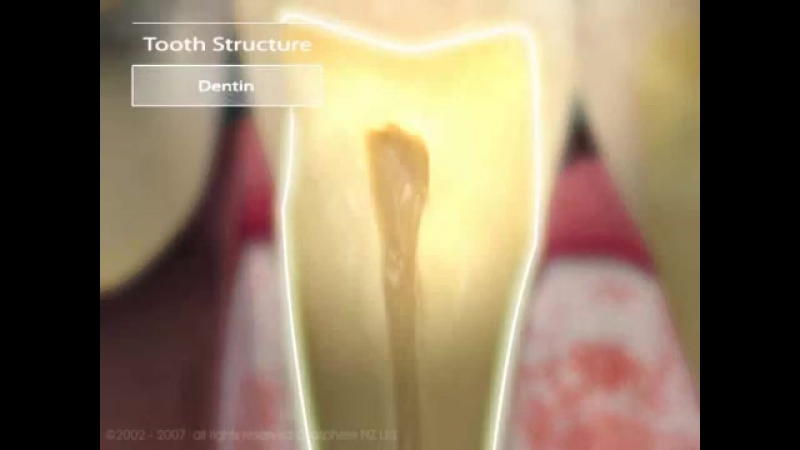 3d анимация анатомия зубов и периодонта