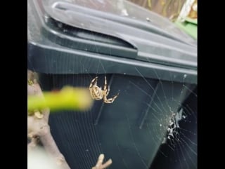 Mahallenin güvenliği çalışıyor 😁😂😀😮 лондон 07 10 2017