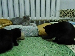 Уна и китнис