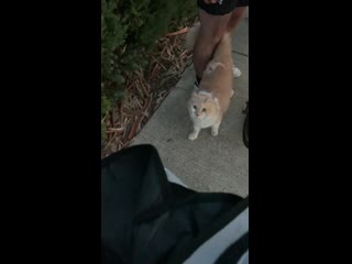 Bike ride was interrupted by this sweet chonk that was sitting in the middle of the path