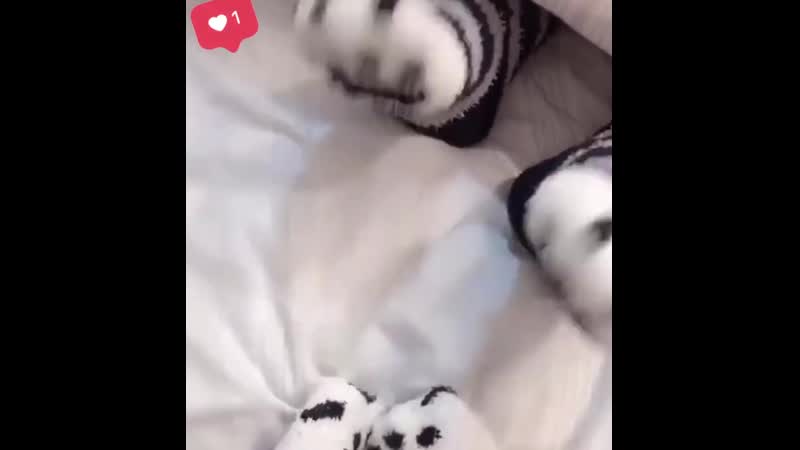 Носки лапки mp4