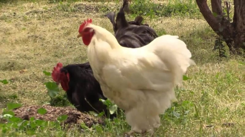 Взрослые куры пород орпингтон, кохинхин хозяйство сергея сетракова
