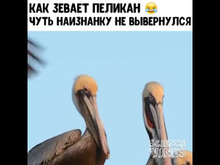 Как зевает пеликан