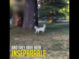 Котёнок, которого воспитали собаки