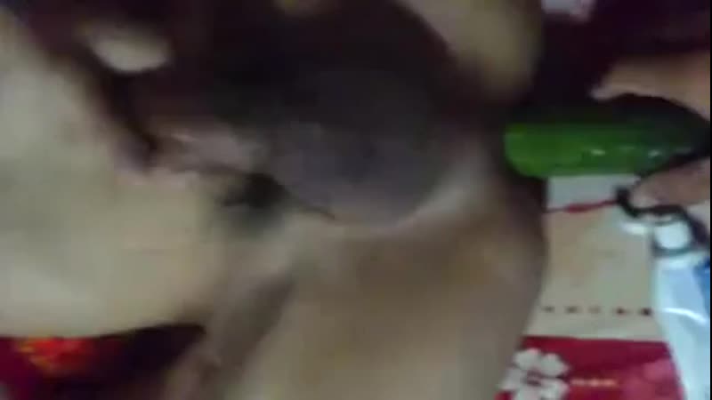 Chịch bằng dưa leo ko cảm xúc