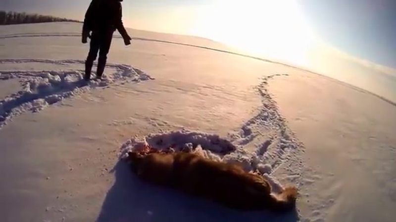 Волка porn video – Охота на волка на снегоходе