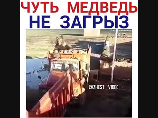 Чуть не загрыз медведь