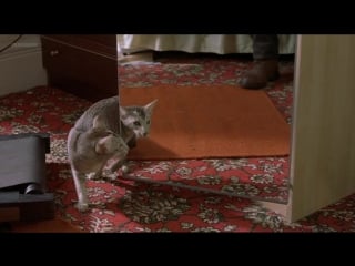 Lena headey the parole officer (2001)