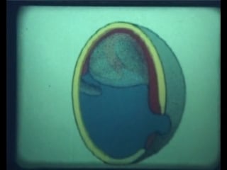 Научфильм биология фильм 18 онтогенез