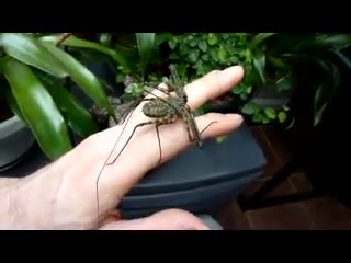 Фрин damon diadema 3