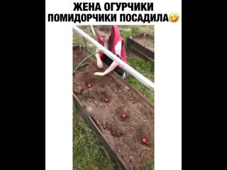 Жена огурчики посадила