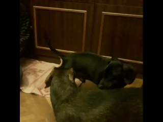 Катя семёнова и таксы