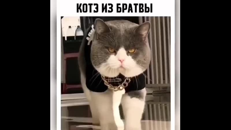 Котэ из братвы