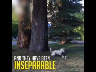 Котёнок, которого воспитали собаки