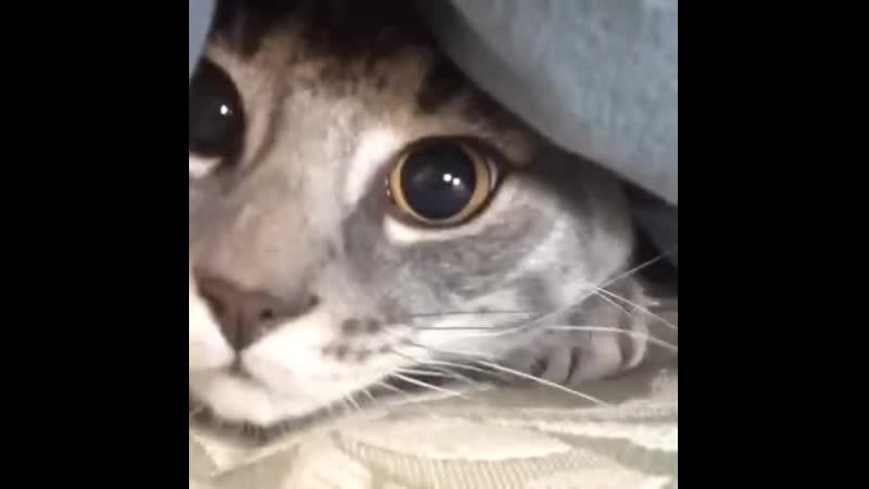 Когда тебе утром никуда не надо, а тебя будят (vhs video)