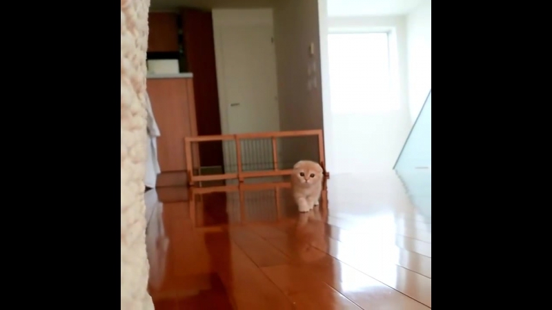 Бесшумный охотник © видеожесть