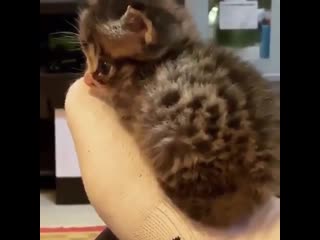 Such a little fluff ball!