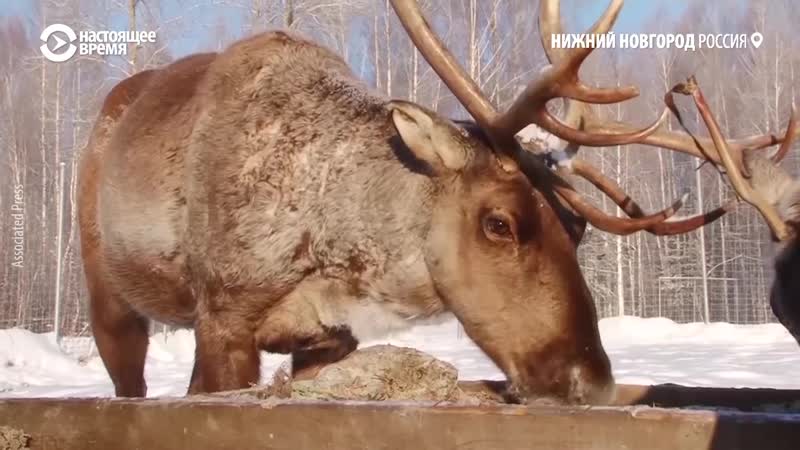 Активисты возрождают популяцию оленей в нижнем новгороде