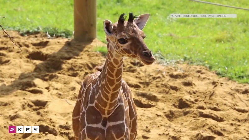 Жирафы вымирающий вид