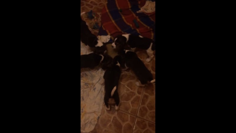 Видео! щенки бигли