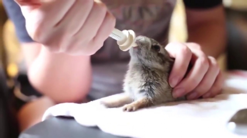 Приколы для взрослых! this is coub namber one! а где компот! 48