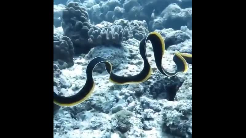 Ленточный червь