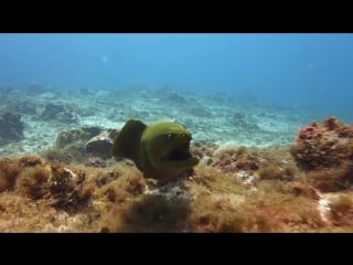 Green moray