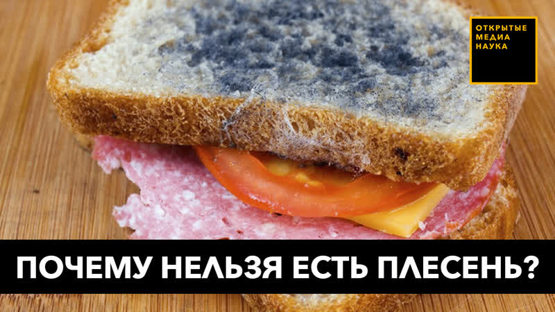 Почему нельзя есть бутерброды с плесенью