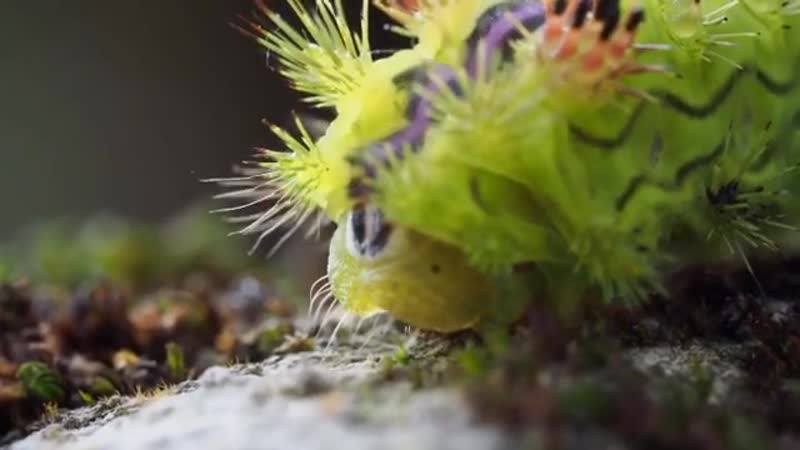 Stinging nettle slug moth caterpillar