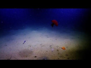 Best of 2015 adorable dumbo octopuses nautilus live