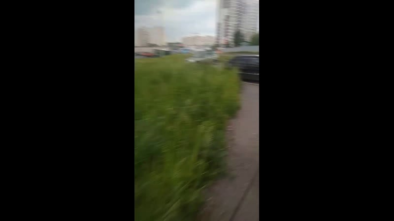 Вероятно дельфинов увозят