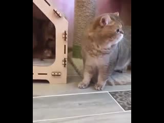 Переехала к мужу))