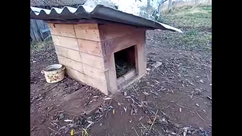 Мушка плачет и скучает по дому (480p) mp4