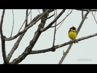 Овсянка дубровник (emberiza aureola)