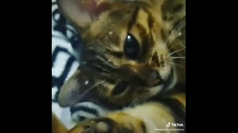 Утро сонное