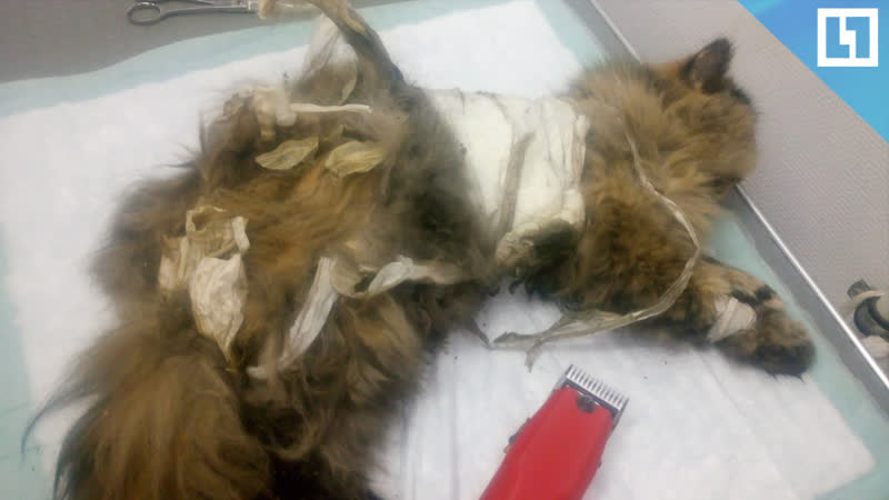 Кошку молодые и обмотали скотчем