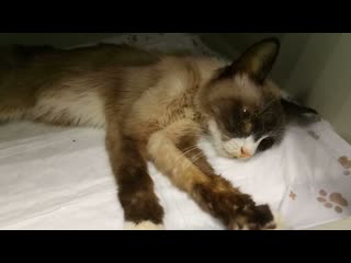 Last video my cat before euthanasia (2021 09 15, 152155) rip