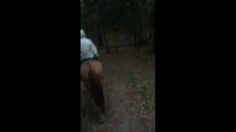 Конная прогулка