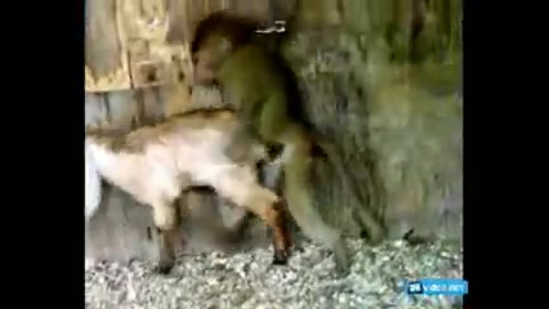 Порно обезьяна насилует девушку