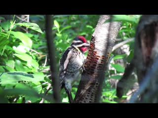 Pair of yellow bellied sapsuckers