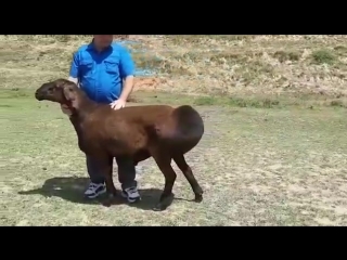 Секс с баранами порно видео