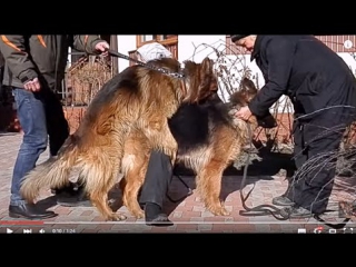 Вязка немецких овчарок mating german shepherds कुत्ता संभोग। التزاوج