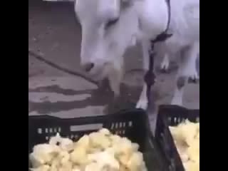 Козел птицеед