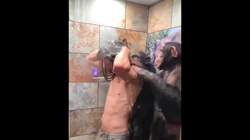Шимпанзе помогают мыться