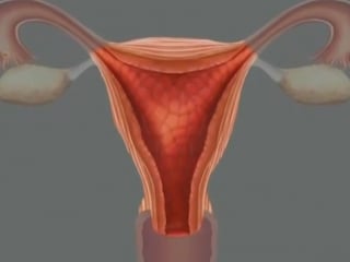 Анатомия человека женские половые органы